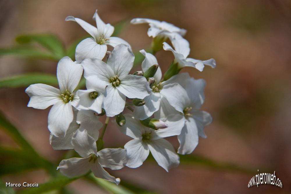 30_cardamine Heptaphylla (dentaria pennata).jpg